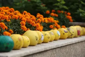 你敢尝尝吗？杭州高中生用香泡做“满汉全席”，炒香泡皮、凉拌香泡、香泡菜泡饭…图片