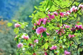 免门票3个月！眉山瓦屋山杜鹃珙桐花“叠”开 徒步秘境“森”呼吸图片