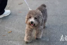 被物业刷屏了！东莞“铲屎官”们，这些养犬知识别大意图片