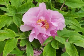 花开时节动京城！景山公园里的牡丹绽放啦图片