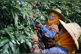 2024年海南出口荔枝已超千吨图片