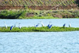 巢湖半岛湿地再次迎来大批候鸟图片