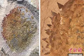 学者发现5亿年前多刺世山虫  揭秘软体动物起源图片