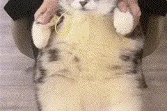 猫meme为何让人上头？网友：新时代的“赛博散文”……图片