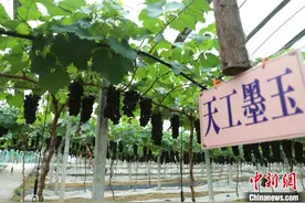 （乡村行·看振兴）新品种小葡萄畅销长三角 “串”起乡村共富路图片