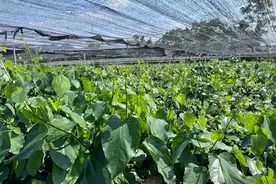 大新：发展特色龙须菜种植 打造促农增收新产业图片