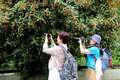 秋日限定！桂花飘香迎客来