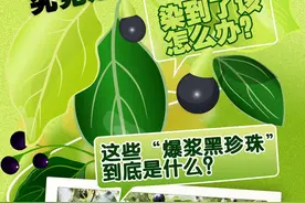 一图了然 | 恼人的“爆浆黑珍珠”究竟是啥？染到了该怎么办图片
