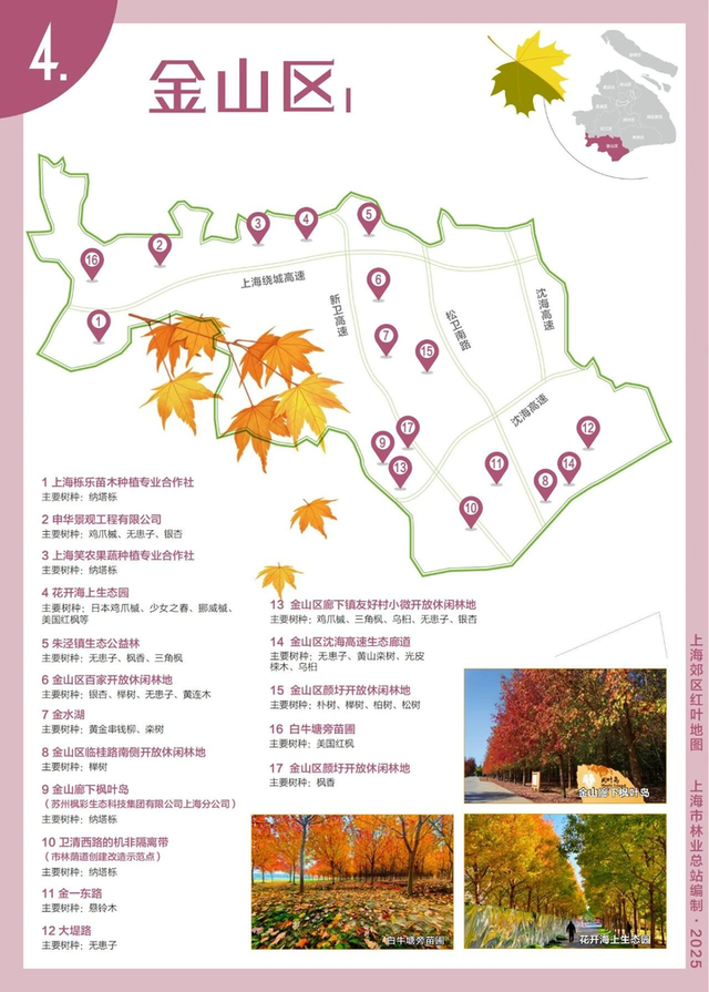 申城郊区红叶地图新鲜出炉 带你走进五彩金秋