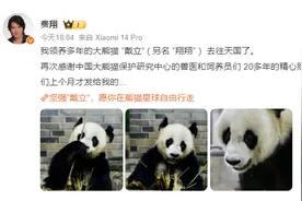 费翔认养的大熊猫“戴立”去世，终生认养一只大熊猫约需50万元图片