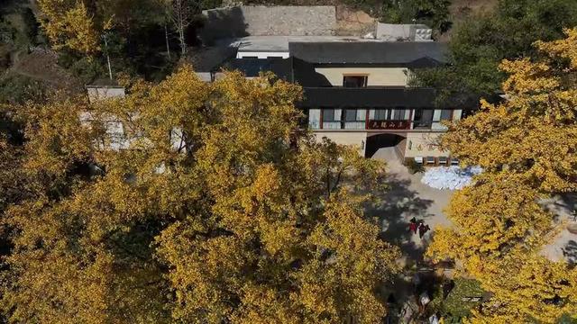 湖北长阳：初冬限定景致！817岁古樟见证1007岁雄银杏和547岁雌银杏的四季情书