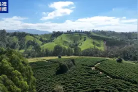 中国和巴西建交50年丨巴西咖啡香飘中国 总台记者探访巴西咖啡园图片