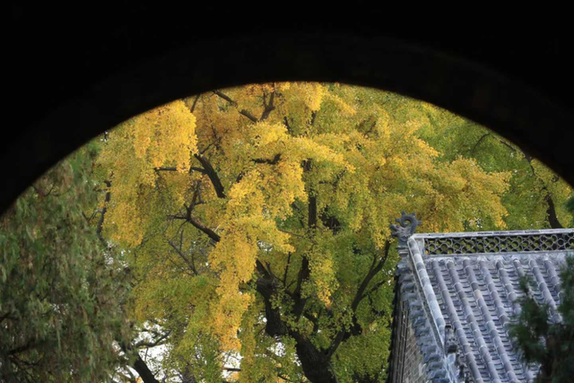 浮来山银杏树，即将迎来最佳观赏期！就自周末起！