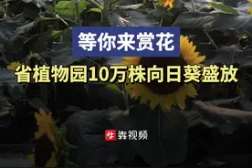 省植物园10万株向日葵盛放，等你来赏图片