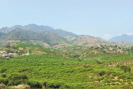 果园套种甜菜 市场前景广阔图片