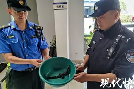 小鳄鱼现身苏州金鸡湖畔，已被民警用脸盆接走图片
