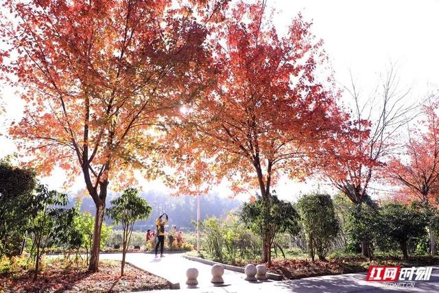赏冬又有好去处！湖南省植物园彩叶植物进入观赏期