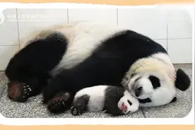 学到了！大熊猫初生幼崽是这样和妈妈互动的图片