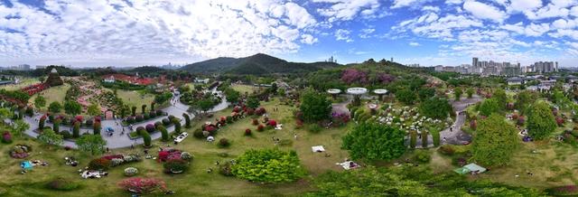 广西南宁：初冬赏花正当时