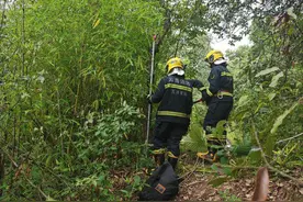 玉溪一村民上山捡菌，发现两条眼镜王蛇，还有六七十枚蛋……图片