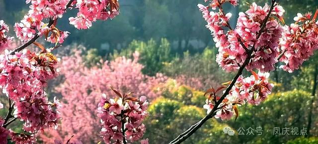 云南凤庆:冬樱粉艳扮城郭 诗意栖居醉游人