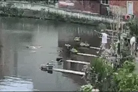 跳河救人的他们找到了！一位83岁，一位64岁图片