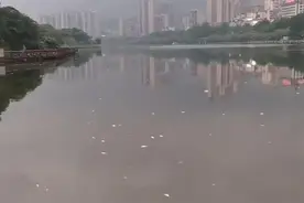 湖南怀化舞水河近期出现大量死鱼，环保部门：是水华导致图片