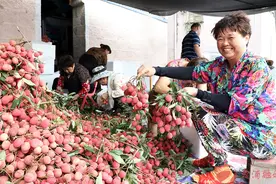 上市啦！霞浦这里超给“荔”！图片
