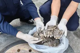入境货车备胎有破损和拆卸痕迹，海关发现其中夹藏穿山甲鳞片图片