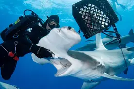 美国潜水员近距离亲手喂食“害羞”锤头鲨图片