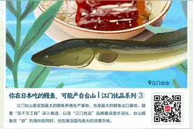 你在日本吃的鳗鱼，可能产自台山｜江门优品系列③图片