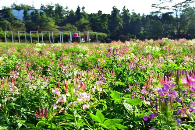 “双节”假期，三水“花花世界”上新
