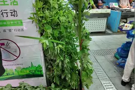 端午节习俗多，中医角度趣味谈图片