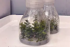一颗蓝莓，这样脱颖而出图片