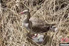 新疆永安湖湿地自然保护区迎来鸟类繁殖季图片