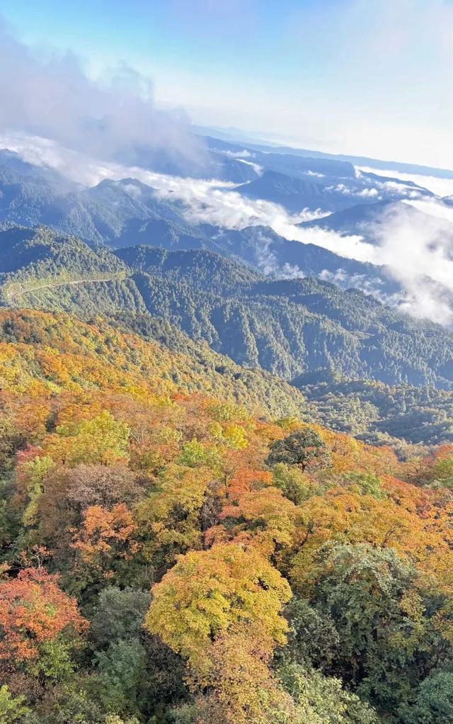 今日实拍‼️瓦屋山秋日彩林美疯啦~