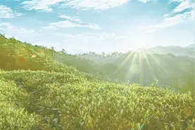 安化高马二溪村，利用独特资源，做大茶产业，一举摘掉省级贫困村帽子，打造“天下黑茶第一村”——从穷山沟到“亿元村”图片