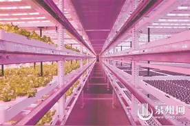 种菜不再“靠天吃饭” 无人植物工厂里的“新质”密码图片