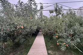 阿克苏苹果有了专职守护者！当地检察机关开展地理标志检察保护专项试点图片