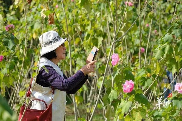 盛花期！流花湖畔迎来“冬日浪漫”！
