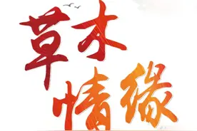 「草木情缘」阳台那盆茉莉图片