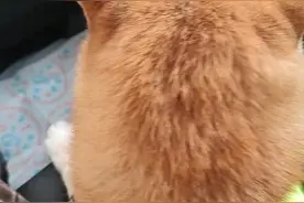 全国网友关心的网红柴犬登登传来最新消息：今天跟着新主人回家了图片