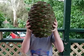 豪宅女子被衣物压死？！是真的…这事还不止一次…图片