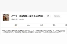 广州一流浪猫被酒店收留，华丽变身“五星喵”！网友：凭实力找到长期饭票图片