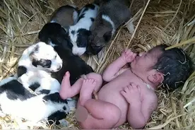 印度女婴冬夜诞生在田野中遭遗弃，狗群为其保暖直到次日获救图片