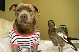 斗牛㹴和喜鹊竟然成了形影不离的好朋友，喜鹊以为自己也是狗图片