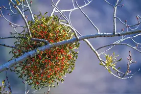 科普 | 槲寄生：冬日里的美丽浪漫图片