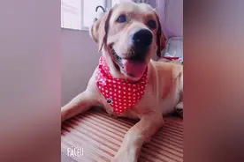 广西独居女子洗澡后煤气中毒晕倒，幸被爱犬舔醒后脱险图片