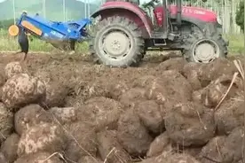 海南号优选 | 保亭南林乡因地制宜引进魔芋 农户试种获丰收图片