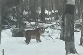 元旦偶遇小老虎，次日又遇大老虎！当事人：可能是它爸爸或妈妈图片